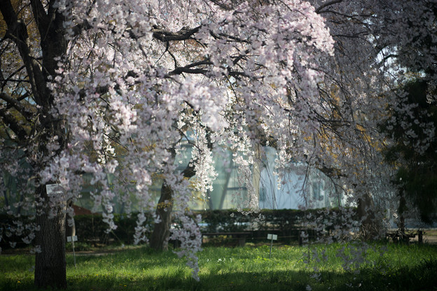 38小石川植物園【枝垂れ桜】3
