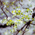 Photos: 41小石川植物園【大島桜】1銀塩NLP