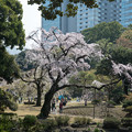 Photos: 06小石川後楽園【大堰川横の枝垂れ桜～この眺めが一番です】