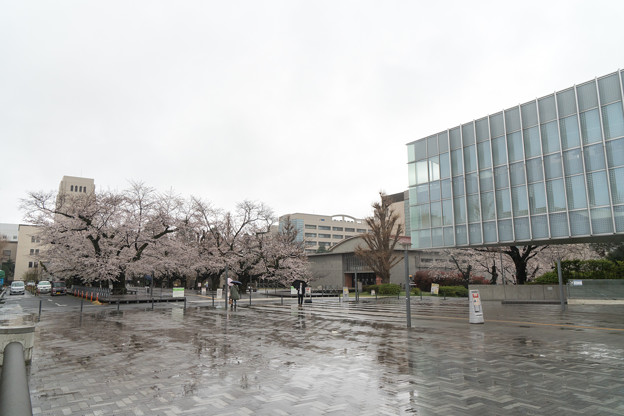 Photos: 01東工大の桜【正門をはいってすぐの場所】