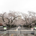 Photos: 02東工大の桜【キャンパス本館前の桜並木】1