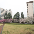 Photos: 05東工大の桜【スロープ下に咲く桜】