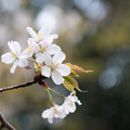 Photos: 04早朝ウォーキング桜巡り【かきのき広場の山桜】2