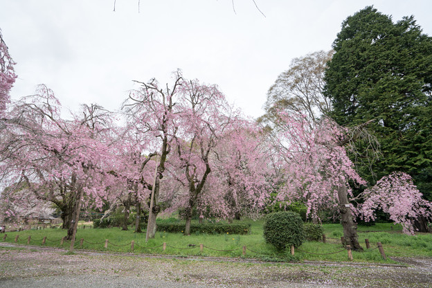 08神代植物公園【八重紅枝垂れ桜の遠景】2
