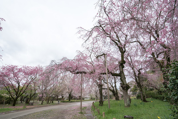 10神代植物公園【八重紅枝垂れ桜の遠景】4