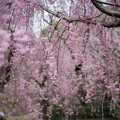 13神代植物公園【八重紅枝垂れ桜の近景】2