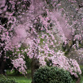 写真: 14神代植物公園【八重紅枝垂れ桜の近景】3