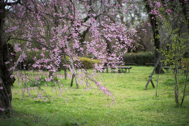 15神代植物公園【八重紅枝垂れ桜の近景】4