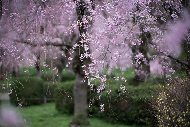 18神代植物公園【八重紅枝垂れ桜の近景】7