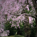 20神代植物公園【八重紅枝垂れ桜のアップ】1