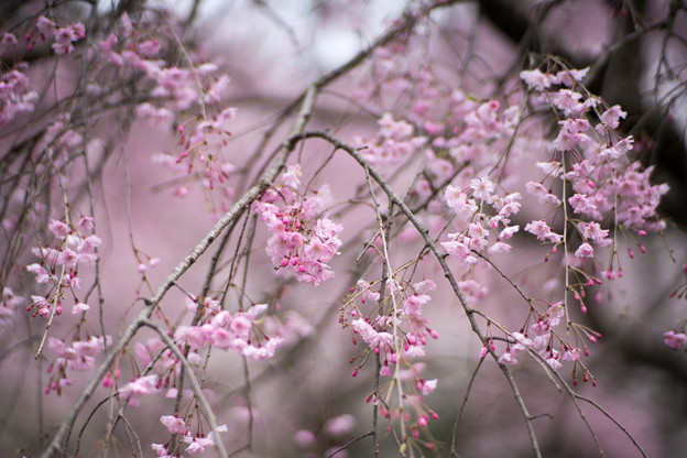 21神代植物公園【八重紅枝垂れ桜のアップ】2