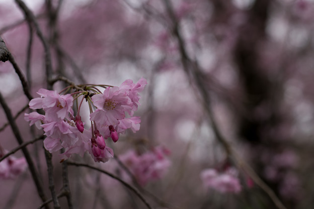 24神代植物公園【八重紅枝垂れ桜のアップ】5