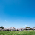 08昭和記念公園【桜の園：桜林の眺め】7