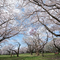 09昭和記念公園【桜の園：桜林の近景】1