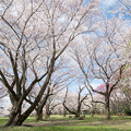 10昭和記念公園【桜の園：桜林の近景】2