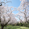 11昭和記念公園【桜の園：桜林の近景】3