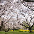 12昭和記念公園【桜の園：桜林の近景】4