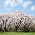 13昭和記念公園【桜の園：桜林の近景】5