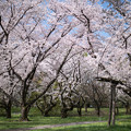 14昭和記念公園【桜の園：桜林の近景】6