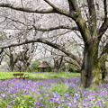 15昭和記念公園【桜の園：桜林の近景】7