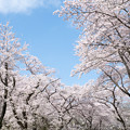 16昭和記念公園【桜の園：桜林の近景】8