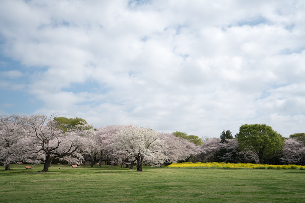 17昭和記念公園【桜の園：桜林と菜の花】1