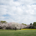 写真: 17昭和記念公園【桜の園：桜林と菜の花】1