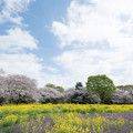 写真: 18昭和記念公園【桜の園：桜林と菜の花】2