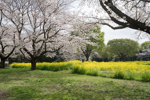 写真: 19昭和記念公園【桜の園：桜林と菜の花】3