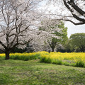 19昭和記念公園【桜の園：桜林と菜の花】3