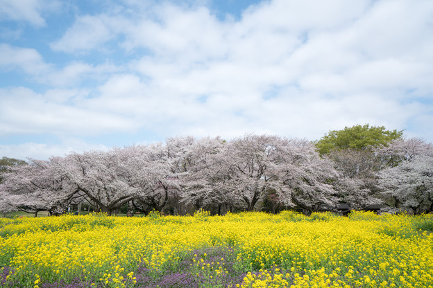 20昭和記念公園【桜の園：桜林と菜の花】4
