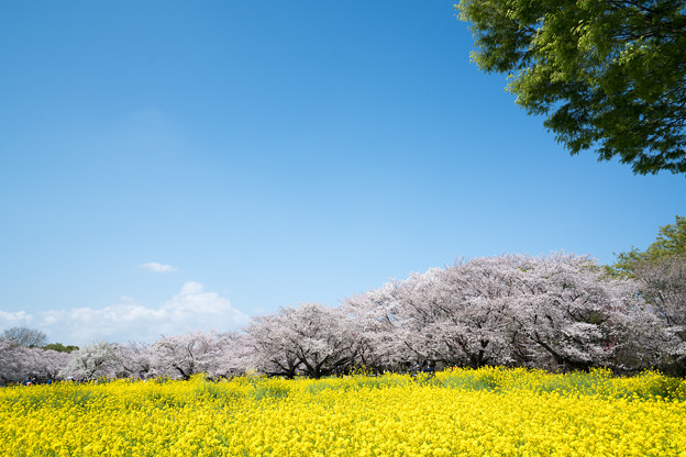 21昭和記念公園【桜の園：桜林と菜の花】5