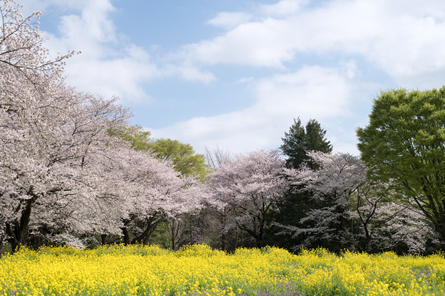 22昭和記念公園【桜の園：桜林と菜の花】6