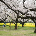 写真: 23昭和記念公園【桜の園：桜林と菜の花】7