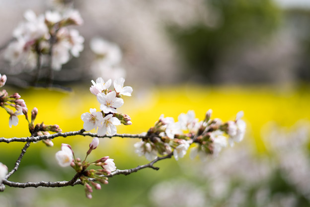 24昭和記念公園【桜の園：桜林と菜の花】8