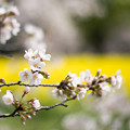 24昭和記念公園【桜の園：桜林と菜の花】8