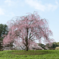 写真: 33昭和記念公園【渓流広場：八重紅枝垂れ桜】