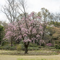 写真: 34昭和記念公園【日本庭園：八重紅枝垂れ桜】1