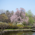 38昭和記念公園【こもれびの池：枝垂れ桜】1