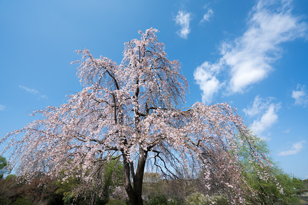 39昭和記念公園【こもれびの池：枝垂れ桜】2
