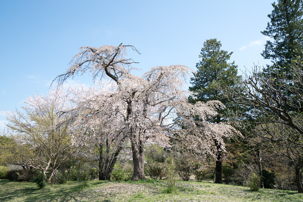 41昭和記念公園【こもれびの池：枝垂れ桜】4