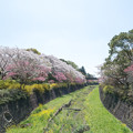 42昭和記念公園【さくら橋：桜林の眺め】