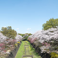 43昭和記念公園【ふれあい橋：桜林の眺め】1