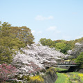 45昭和記念公園【ふれあい橋：桜林の眺め】3