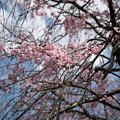 写真: 03テリタビーズ公園【ところどころの枝で花をつけています】