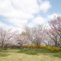 写真: 08花菜ガーデン【花ごろも広場の桜とレンギョウ】1