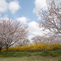 写真: 10花菜ガーデン【花ごろも広場の桜とレンギョウ】3