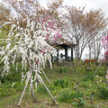 写真: 36花菜ガーデン【ハナモモ(雲竜枝垂)】1