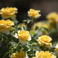 写真: 65神代植物公園【春バラ：つる・ゴールド・バニー】