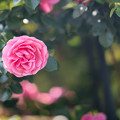 写真: 47花菜ガーデン【春バラ：レオナルド・ダ・ビンチ】2
